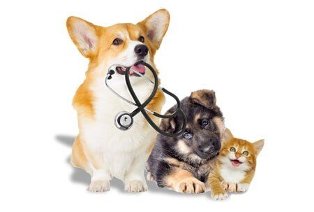Veterinary Care | Huntsville, AL | Aero City Animal Hospital