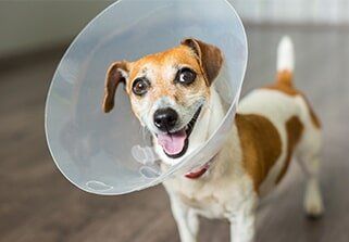 Elizabethan with Collar - Preventive care in Huntsville, AL