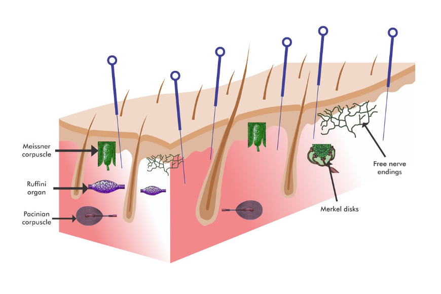 image of dry needling therapy