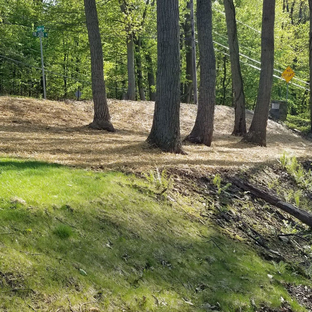 Trees in a wooded area with a grassy slope and mulch-covered hillside.