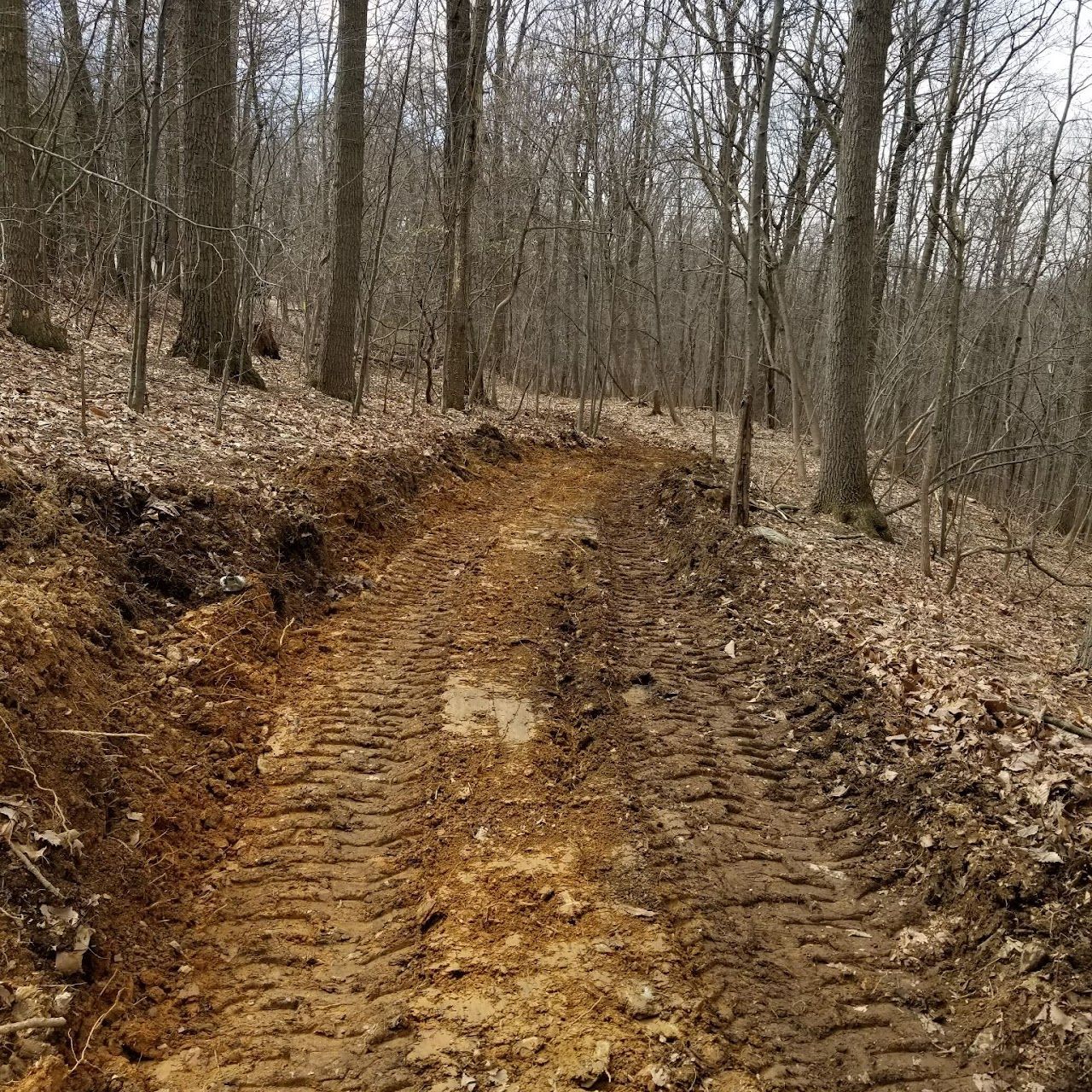 Dirt path in a forest with visible tire tracks, surrounded by trees and fallen leaves.