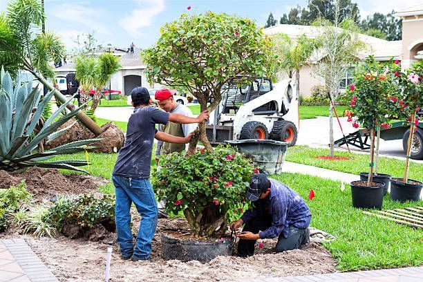 NTO lawncare & landscaping employees planting a tree in a residential yard. Two men assist, one in a red hat. A bobcat sits in the background