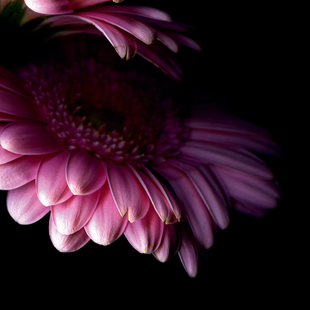 A close up of a pink flower on a black background
