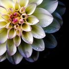 A close up of a flower with water drops on the petals