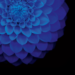 A close up of a blue flower on a black background.