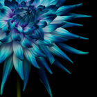 A close up of a blue and purple flower on a black background