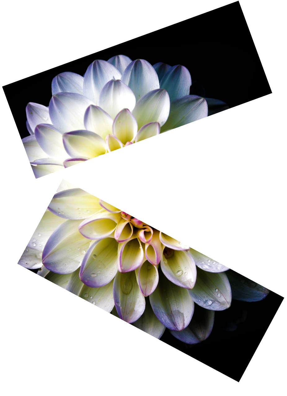 A picture of a white flower on a black background