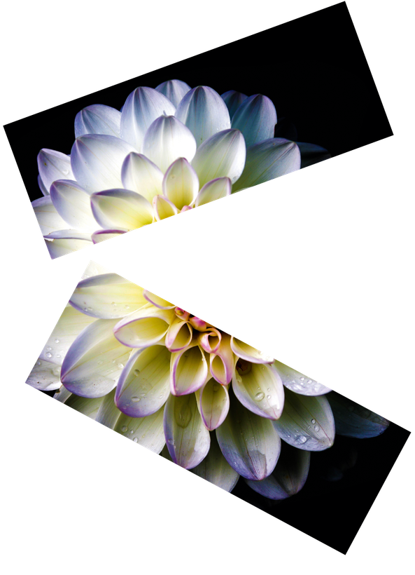 A picture of a white flower on a black background
