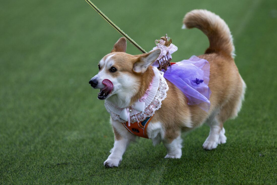 Corgi dog wearing a frilly collar and purple tutu, running on green grass, tongue out.