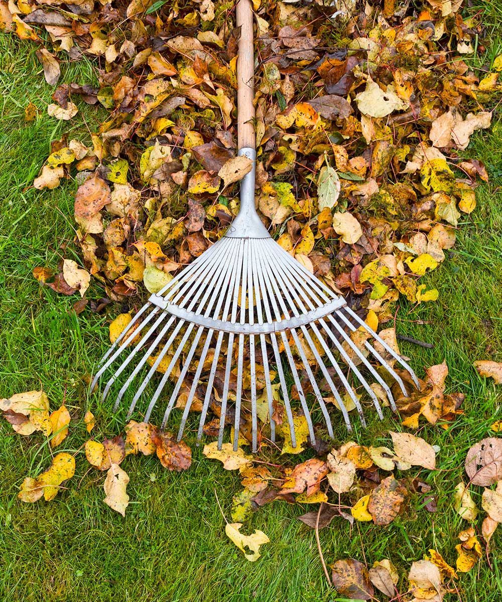 A rake is laying on top of a pile of leaves on the grass.