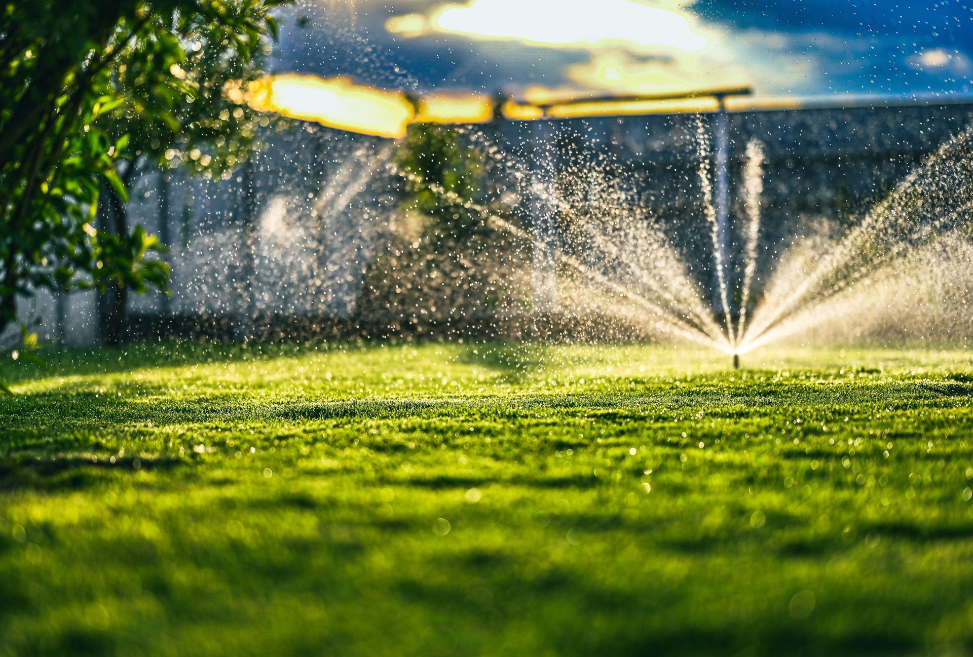 A sprinkler is spraying water on a lush green lawn.