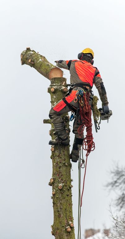 A man is climbing a tree with a chainsaw.