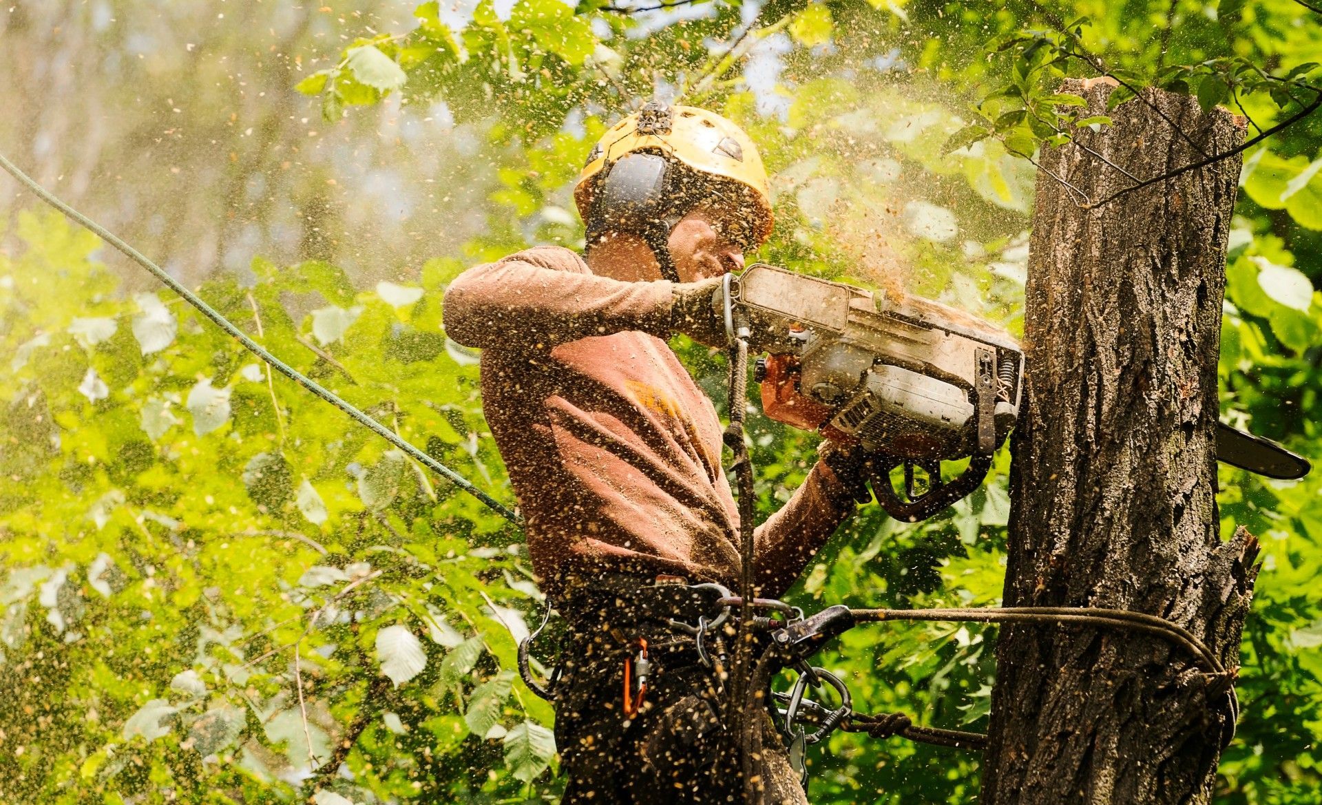 A man is cutting a tree with a chainsaw.