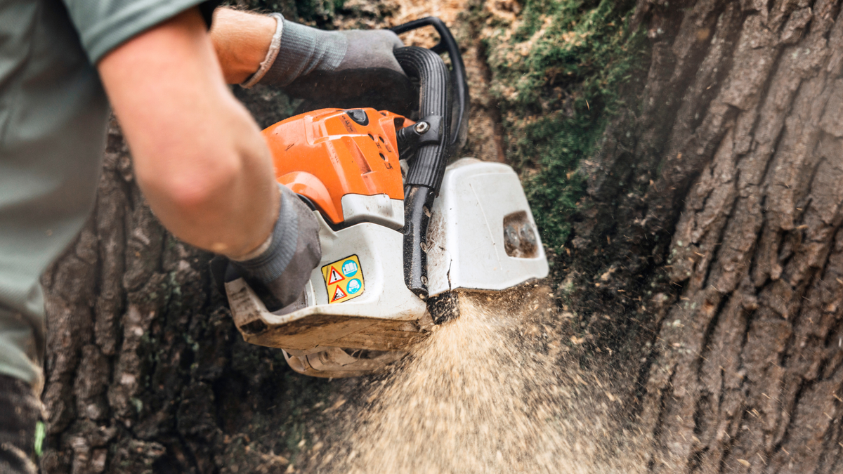 A man is cutting a tree with a chainsaw.