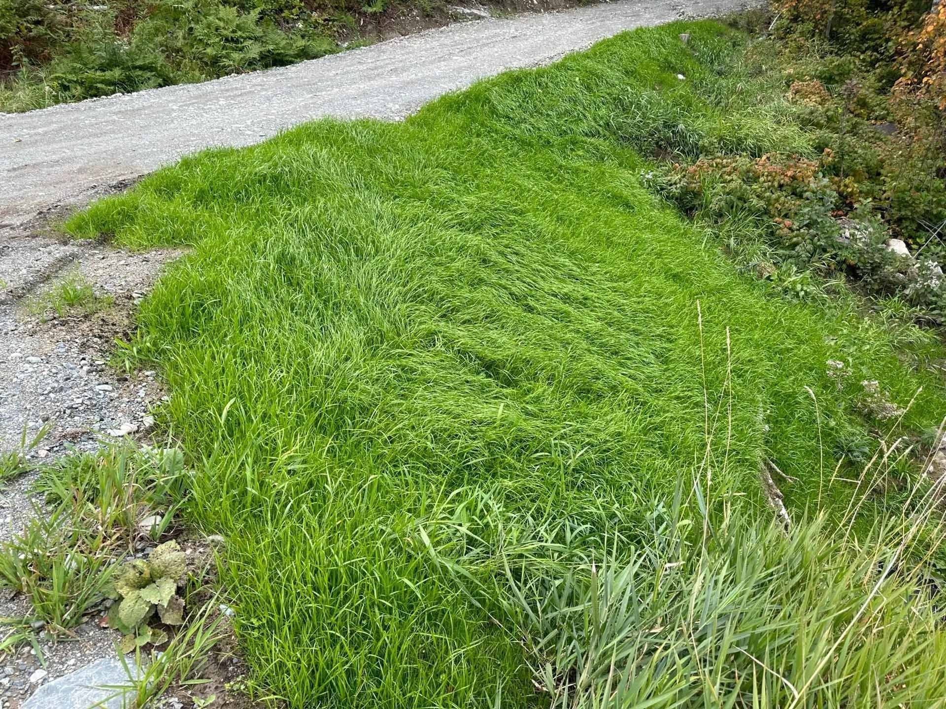 Il y a beaucoup d'herbe au bord de la route.