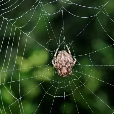 Une araignée est assise sur une toile avec un fond vert