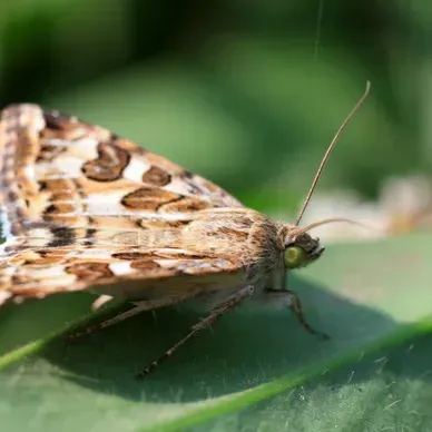 un papillon assis au sommet d'une feuille verte.