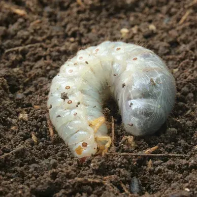 une larve rampant sur le sol.