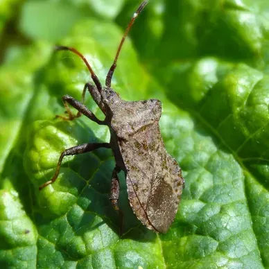 Un insecte est assis au sommet d’une feuille verte.