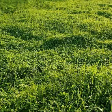 Un champ d'herbe verte avec beaucoup de plantes