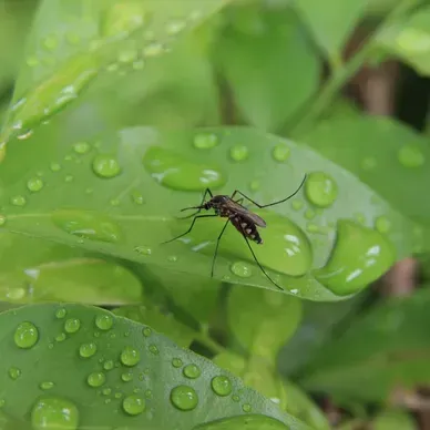 Un moustique est posé sur une feuille verte avec des gouttes d'eau dessus.