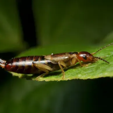 Un gros plan d’un insecte posé sur une feuille verte.