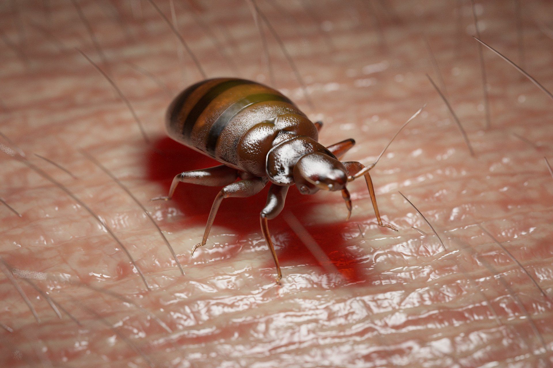 Bed Bug Treatment Service Near You