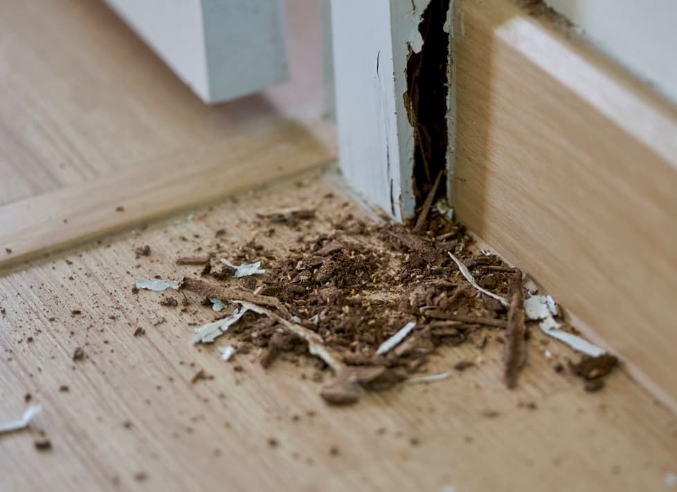 A Pile Of Wood Chips On The Floor Next To A Door — Pest Evict Pest Control In Ayr, QLD