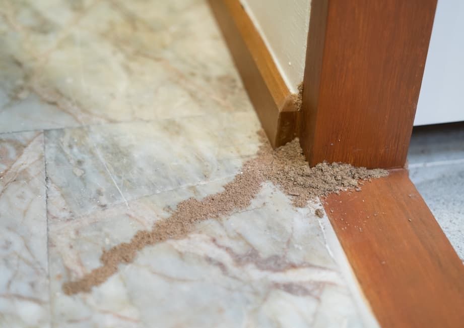 Termites Are Crawling On The Floor Near A Wooden Door — Pest Evict Pest Control in Ayr, QLD