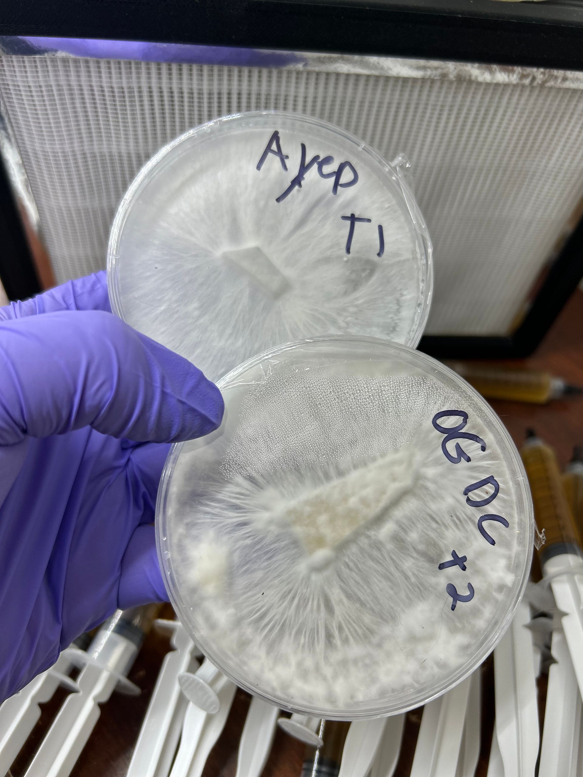 Colonized Agar Dishes