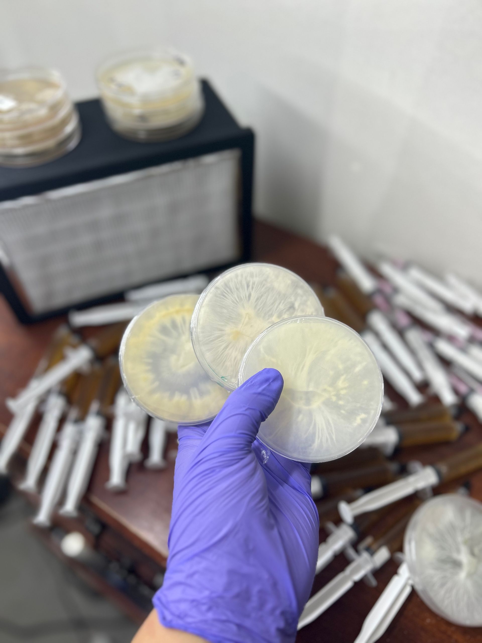 Colonized Agar Dishes