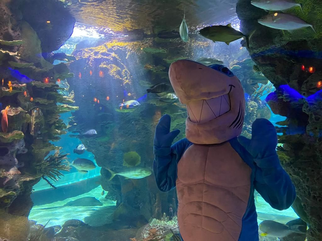 A person in a shark costume waves in front of a large aquarium filled with fish.