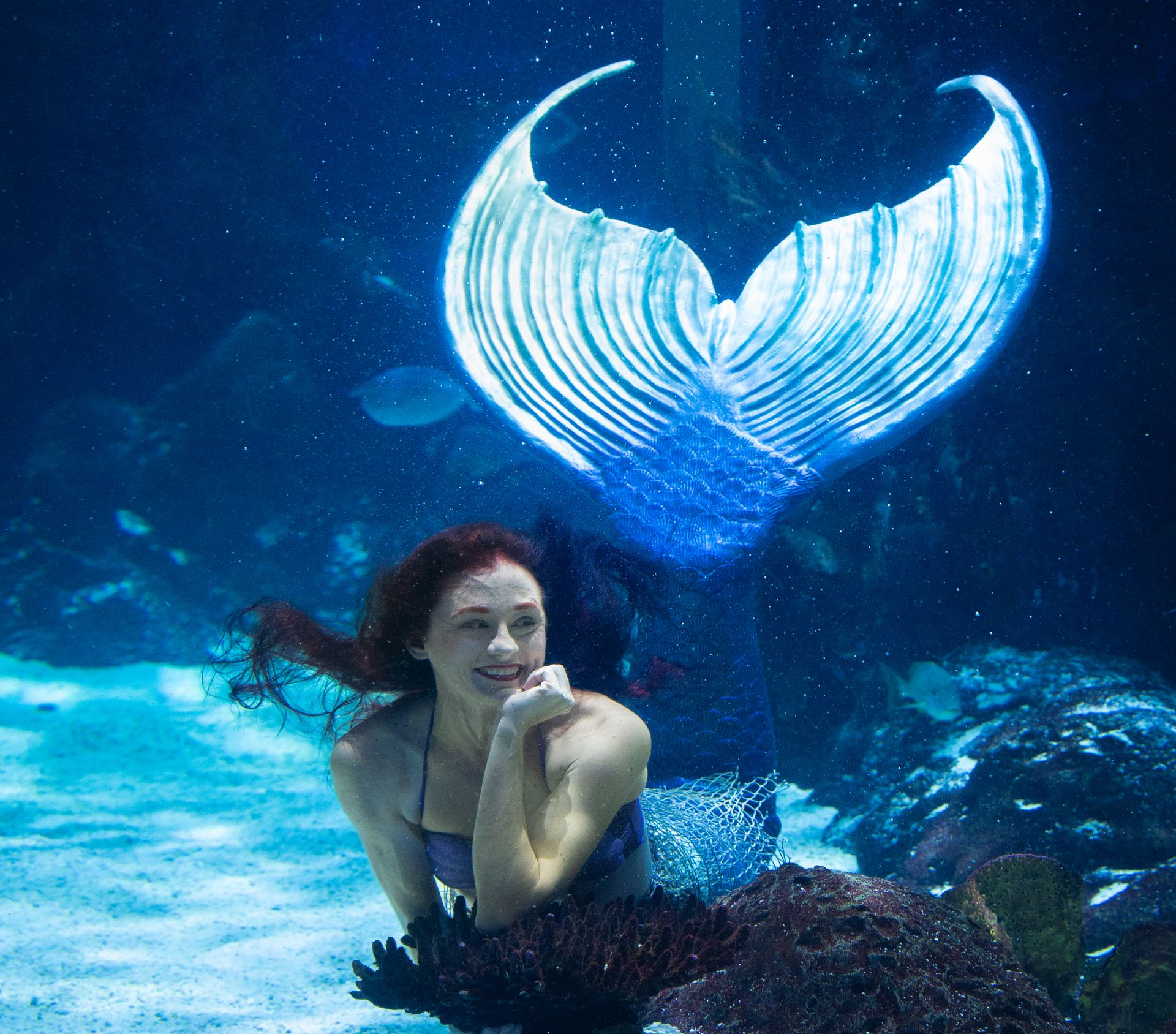 Salmon dish with asparagus, grains, and lemon wedge on a rectangular plate.