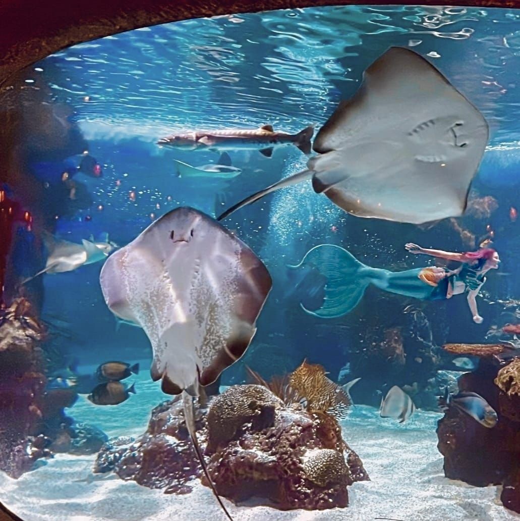 Two stingrays swim in an aquarium with a mermaid. Other fish and coral are visible.