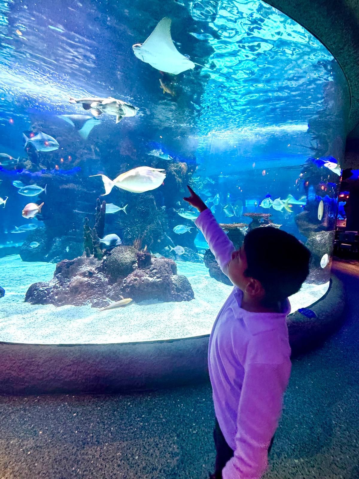 kid pointing at fish