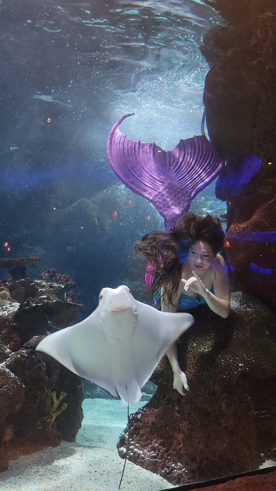 A mermaid with a purple tail swims near a stingray in an aquarium.