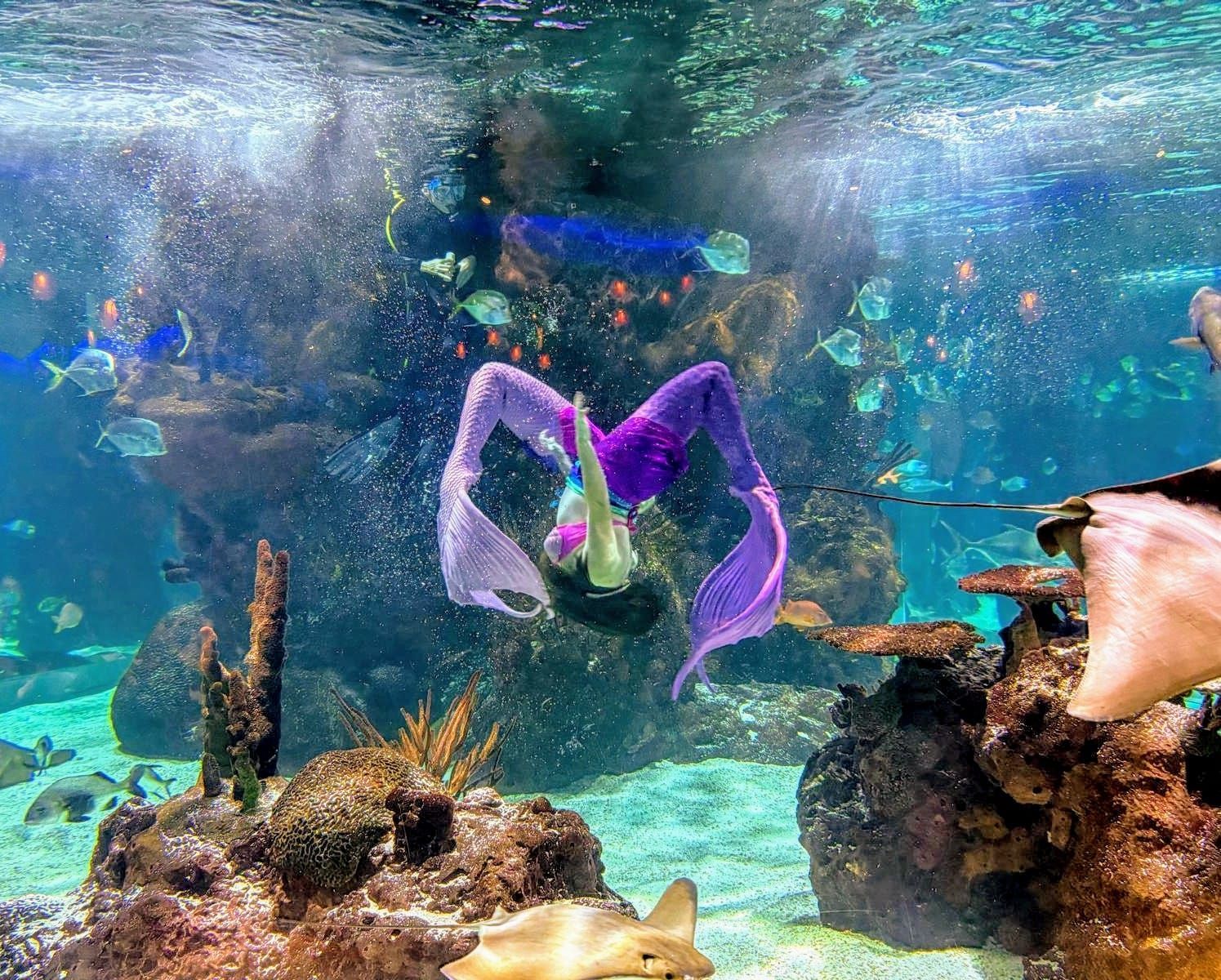 Three mermaids are swimming underwater with their tails visible