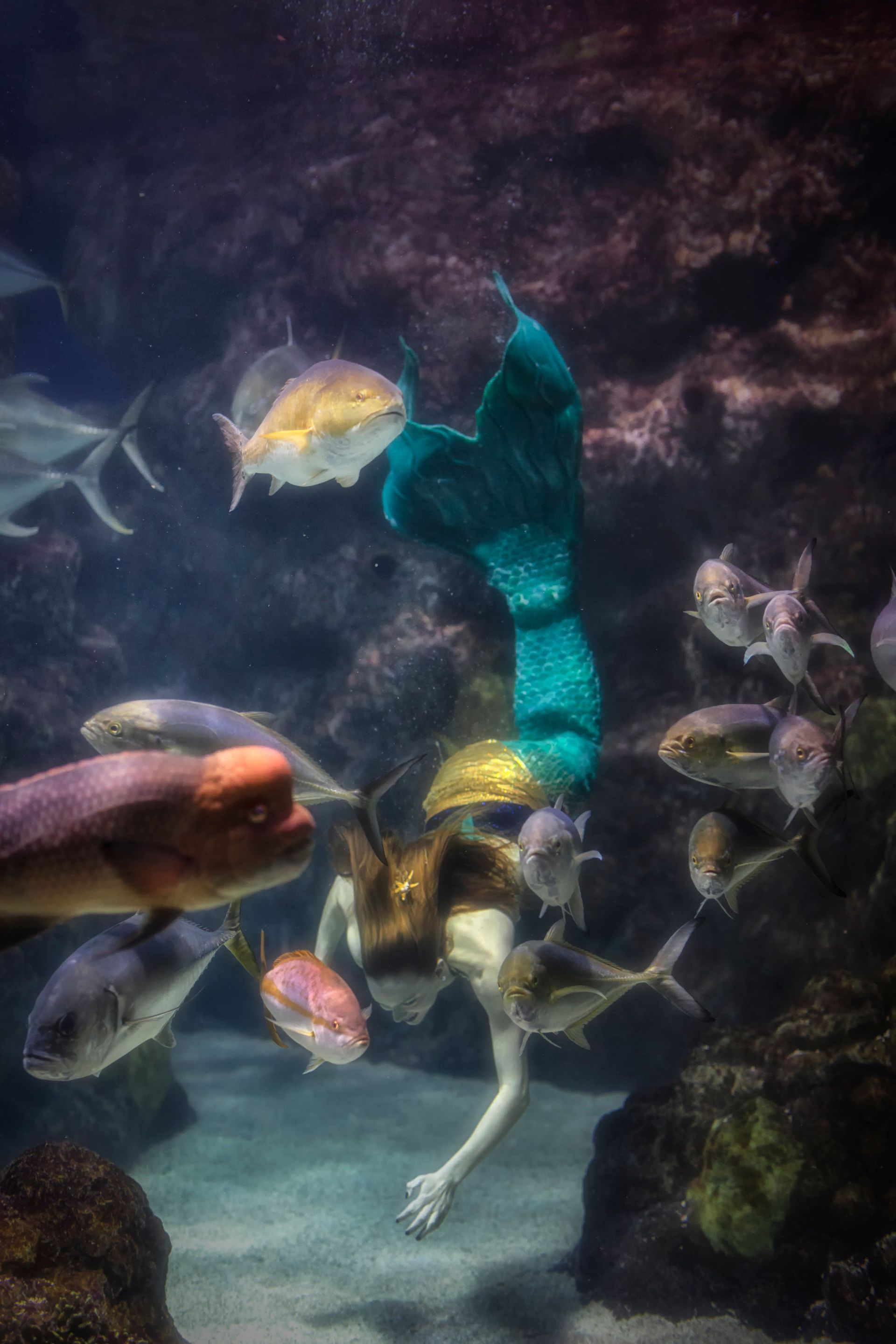 Mermaid with teal tail swims among fish in a coral-lined aquarium.