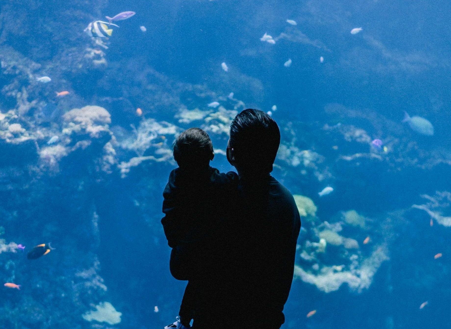 boy and dad looking at fish