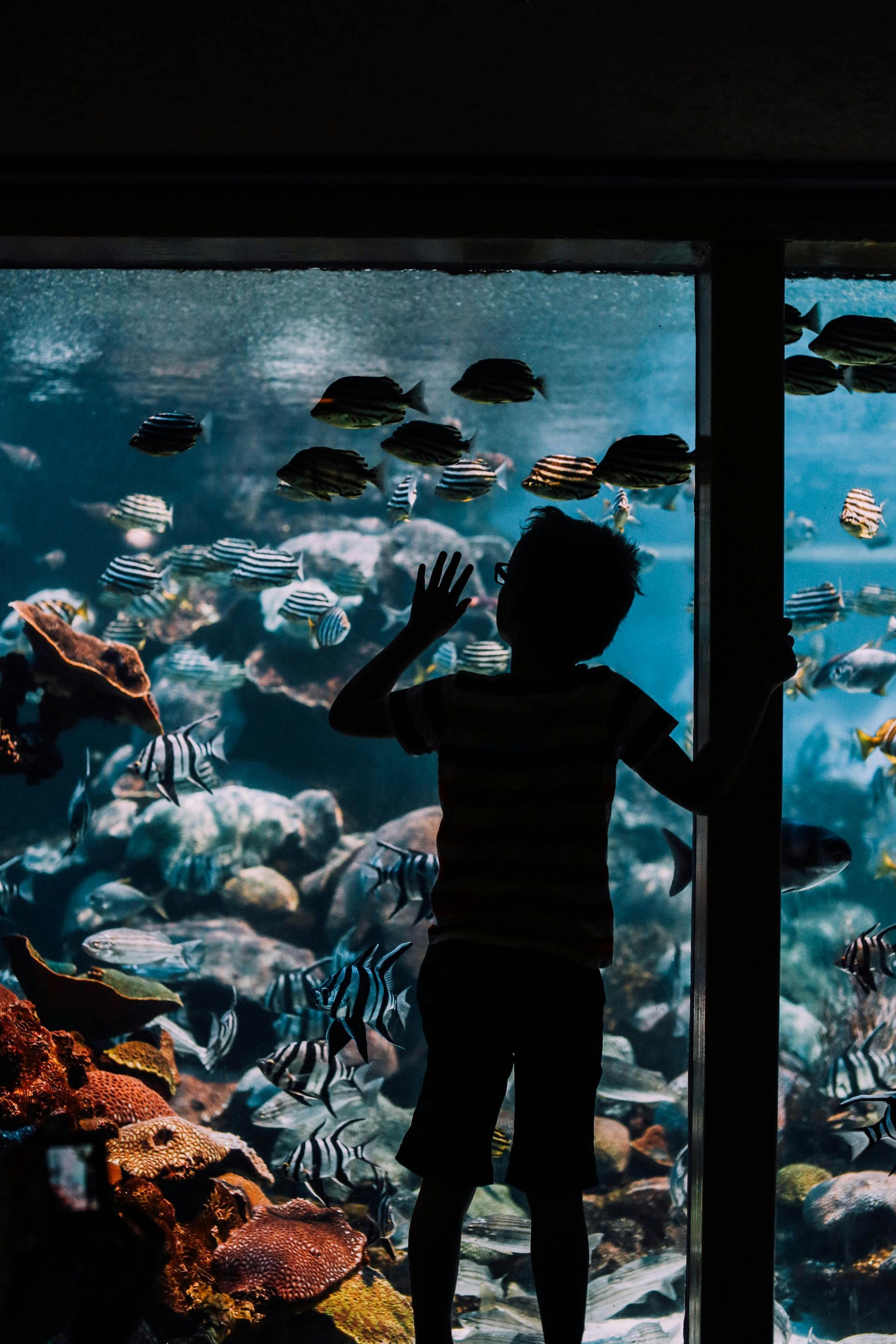 A boy is looking at fish in an aquarium