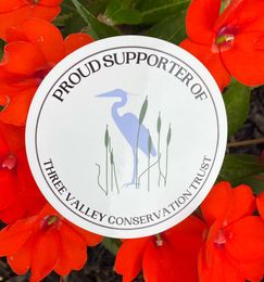 supporter