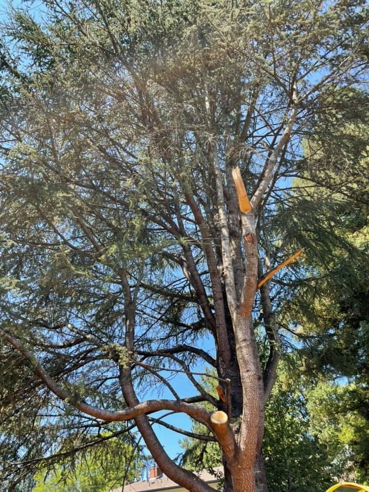 Tree — Lake Oswego, OR — Gold Tooth Gorilla Tree Service