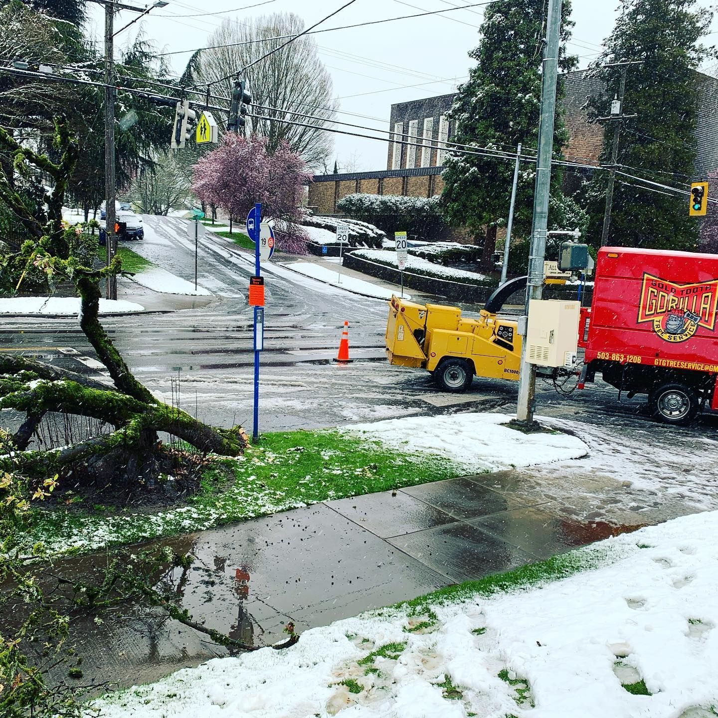 Winter — Lake Oswego, OR — Gold Tooth Gorilla Tree Service