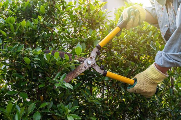 An individual is pruning a bush, highlighting tree care services in Lake Oswego, OR by Gold Tooth Go