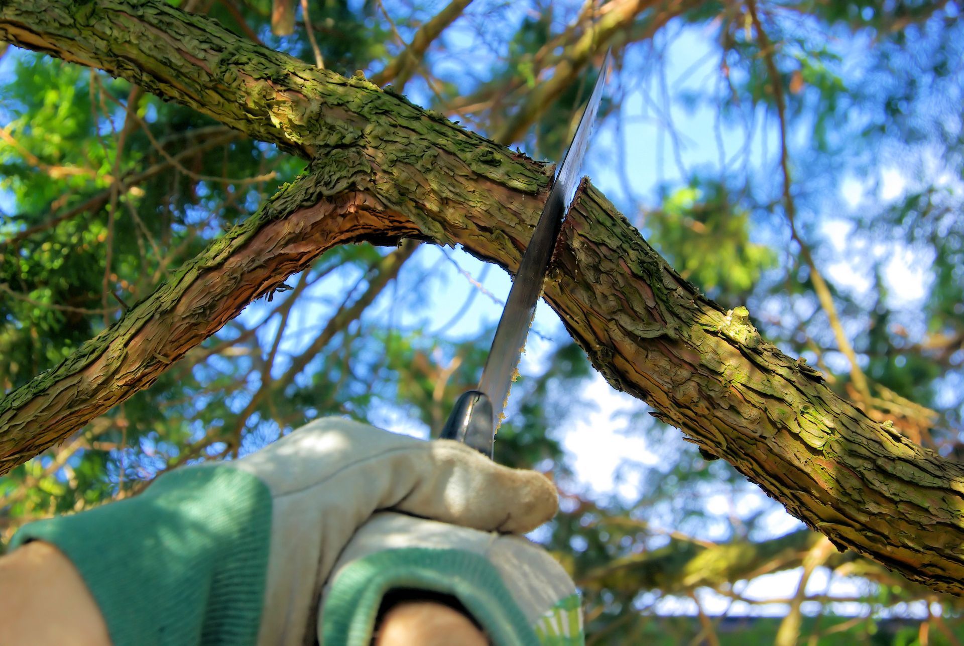 A man in an orange shirt and jacket is providing tree services by cutting trees in a forested area.
