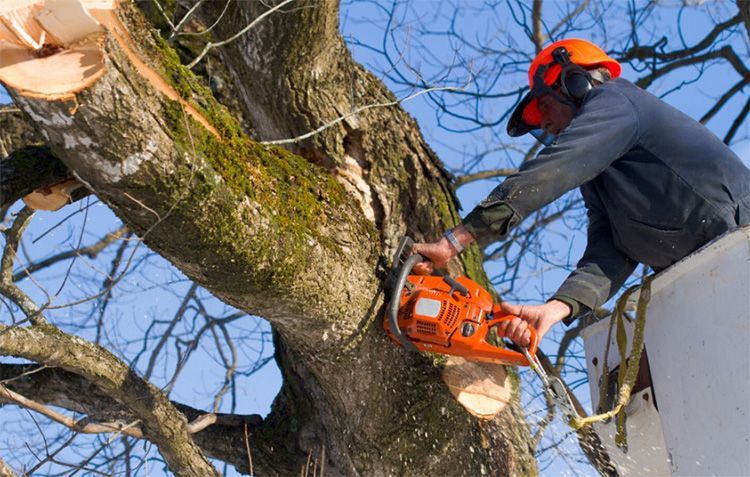 A Man Cutting Down A Tree Branch — Lake Oswego, OR — Gold Tooth Gorilla Tree Service