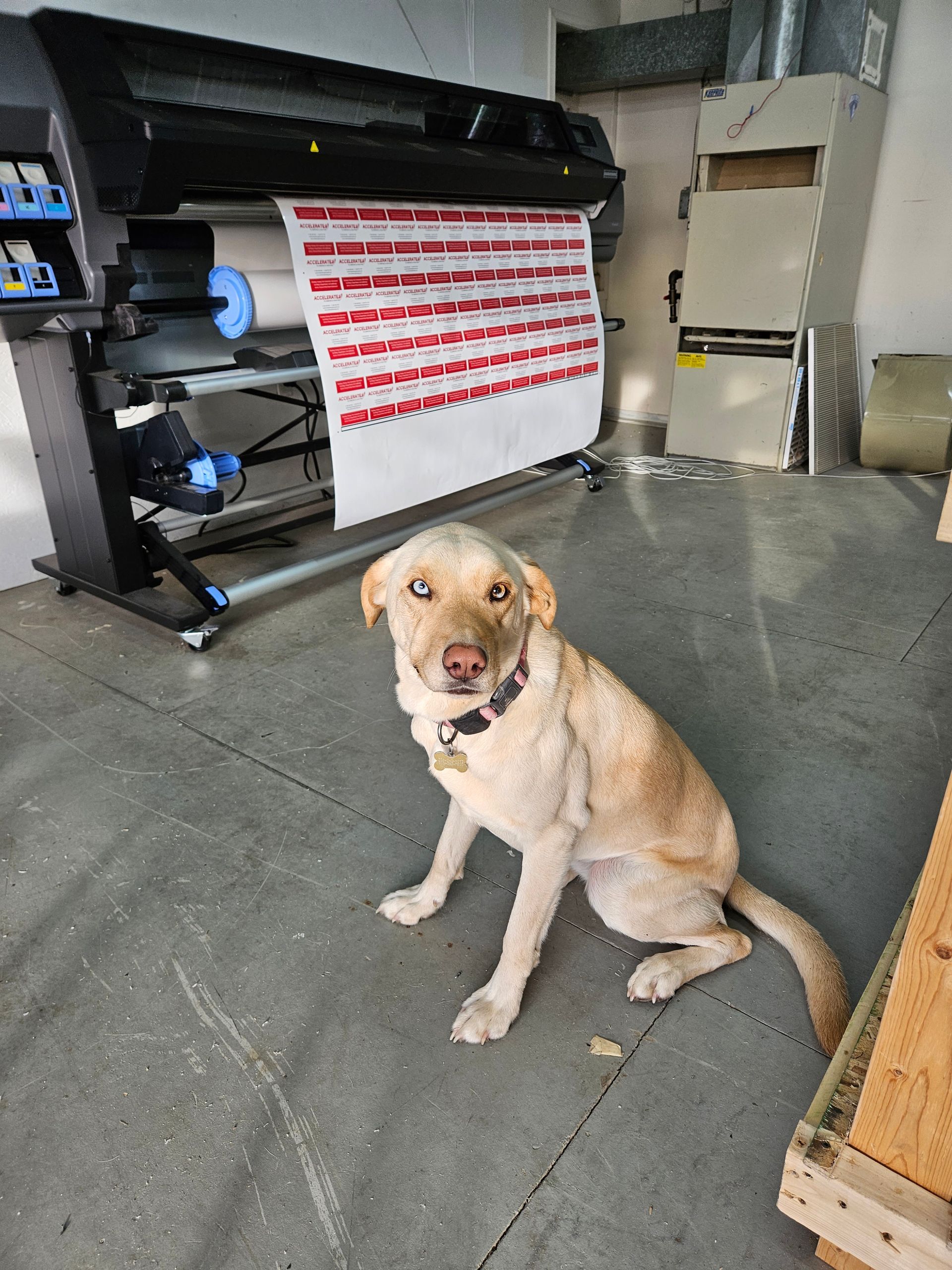 Pup getting Creative