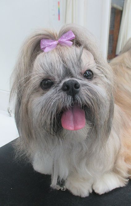 dog grooming services in Nelson