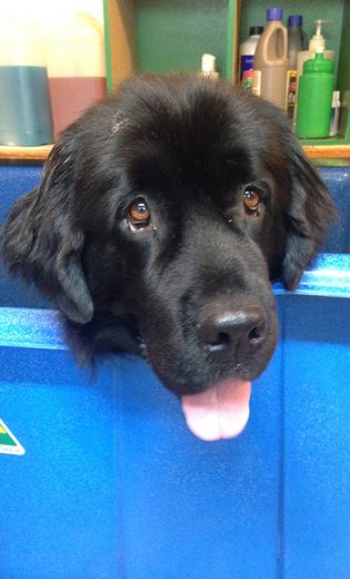 personal dog grooming service in Nelson