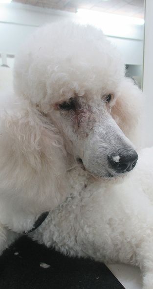 personal dog grooming service in Nelson